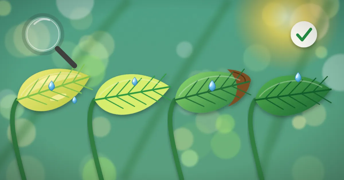 Illustration of four crop leaves showing yellow veins, pale new growth, brown edges and a healthy green leaf for comparison
