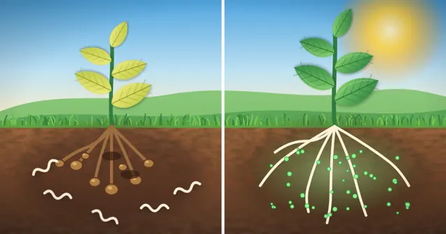 Illustration of a plant with knotted, rotting roots on the left and healthy white roots protected by beneficial fungi on the right