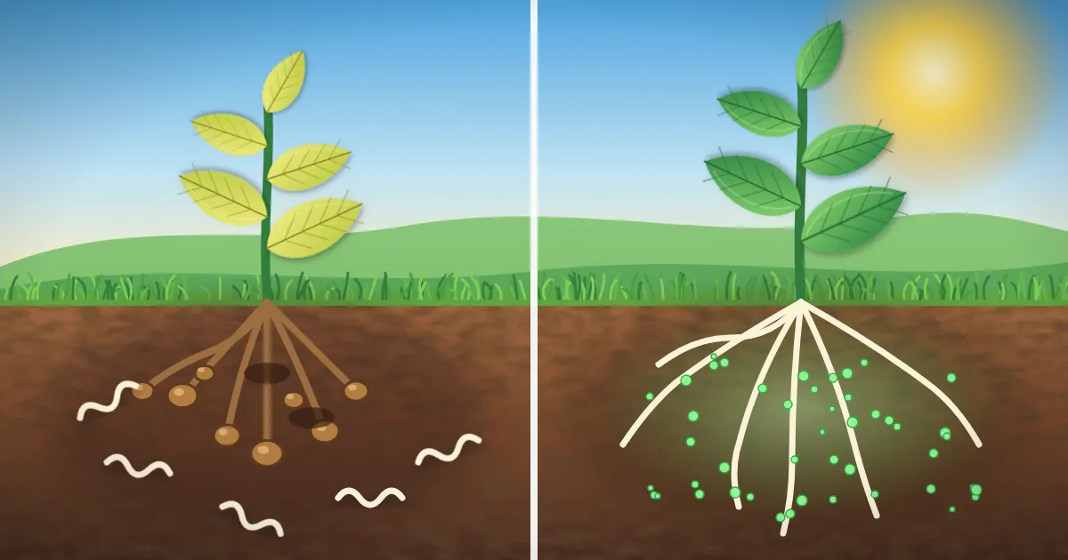 Illustration of a plant with knotted, rotting roots on the left and healthy white roots protected by beneficial fungi on the right