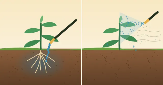 Illustration comparing root-zone drenching, where the dose goes to the roots, with foliar spraying, where droplets drift away from the plant