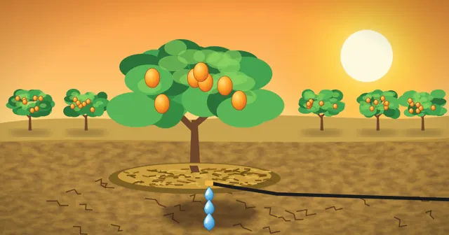 Illustration of a fruit tree with a mulched basin and a drip line beside cracked dry soil under a hot sun