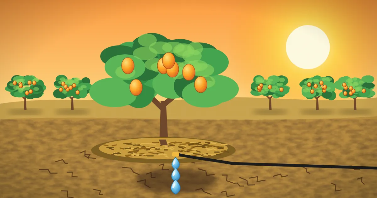 Illustration of a fruit tree with a mulched basin and a drip line beside cracked dry soil under a hot sun